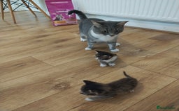 Mixed Breed cats for sale: 4 beautiful kittens ready for their forever home - Image 7