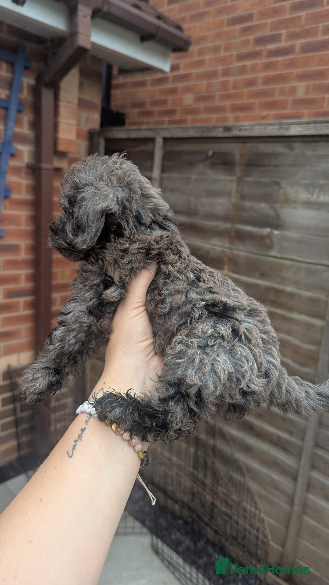 Cockapoo dogs for sale: Cockapoo Puppies (TOY) - Image 34