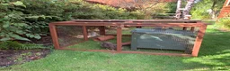 Guinea Pig rodents for sale: Free to good family home in Haslemere - Advert 3