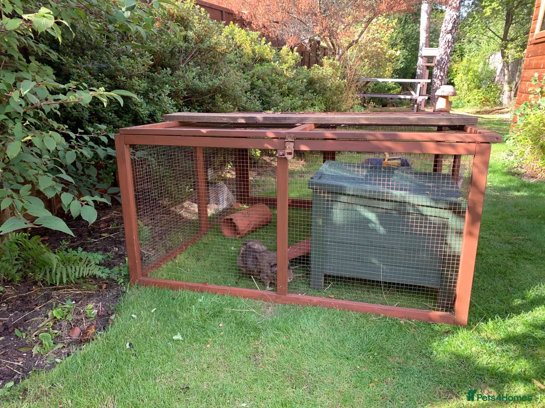 Guinea Pig rodents for sale: Free to good family home in Haslemere - Advert 3