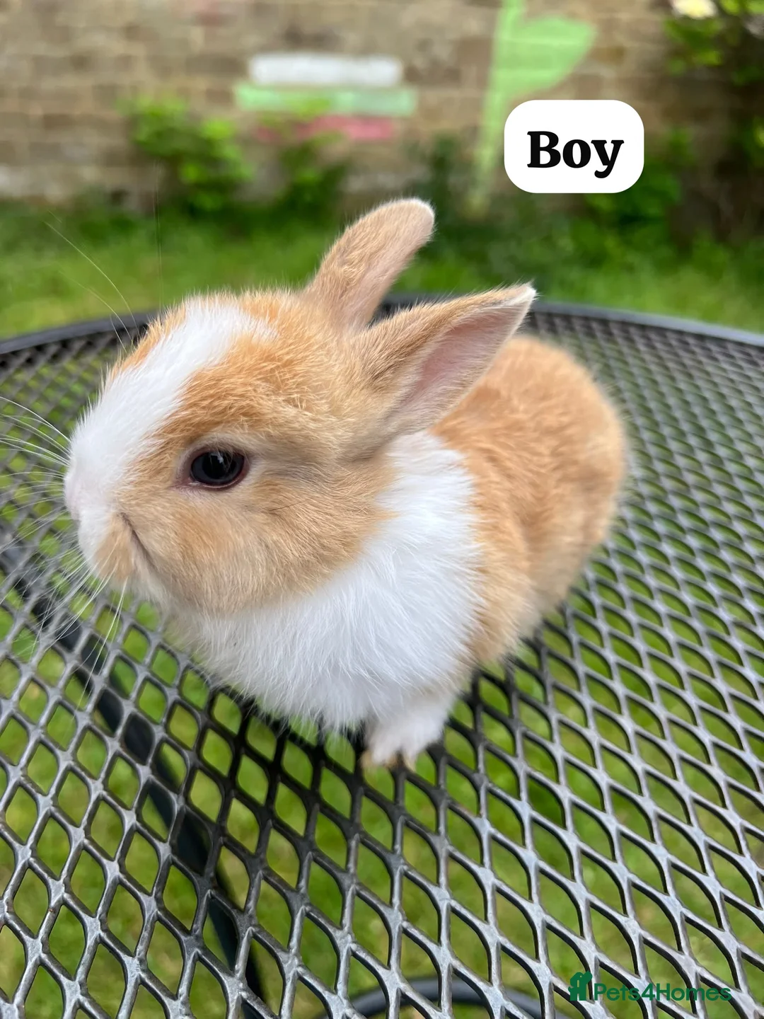 Lionhead rabbits for sale: Baby rabbits netherland dwarf  - Advert 2