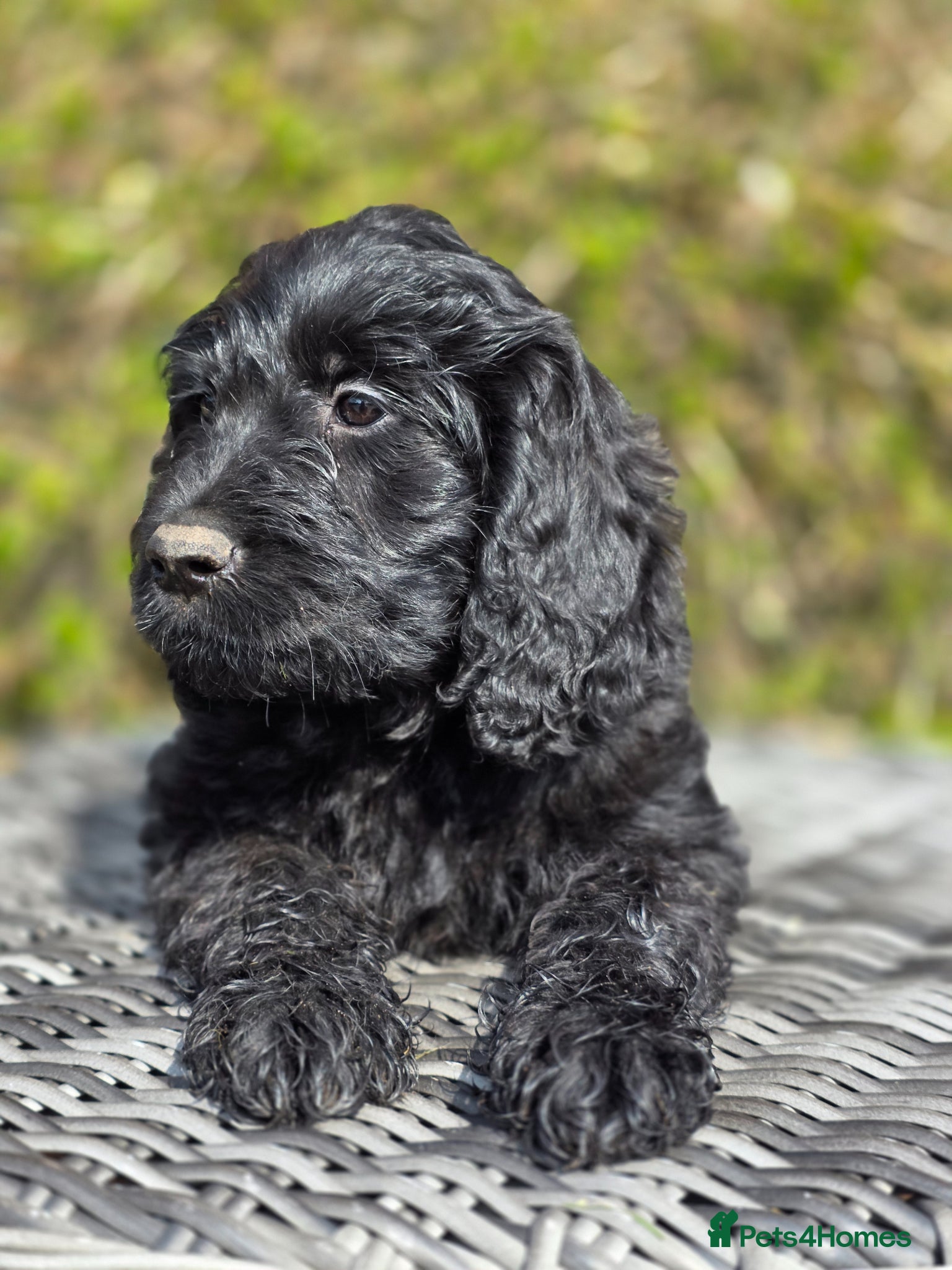 Goldendoodle dogs Ready Now Outstanding F1 Goldendoodle Puppies - Advert 16