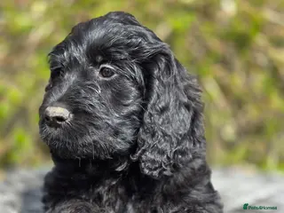 Goldendoodle dogs Ready Now Outstanding F1 Goldendoodle Puppies - Advert 16