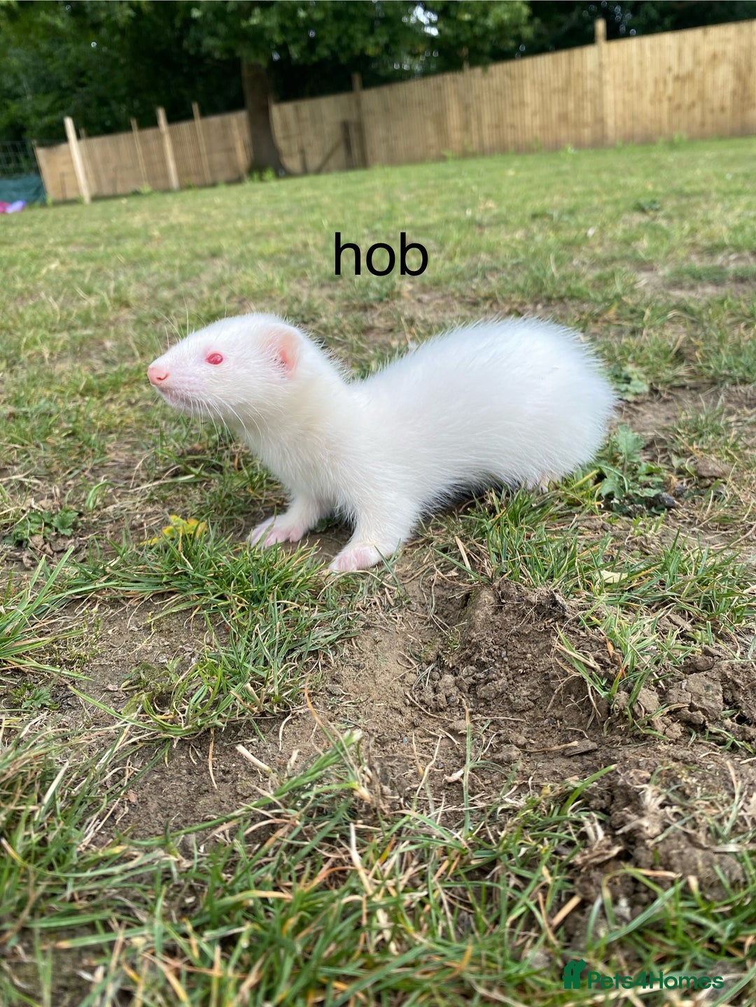 Ferret rodents for sale: 3 ferrets for sale  - Image 3