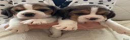 Beagle dogs for sale: Kc reg Charterwood /Davicard  Show winning    - Advert 10