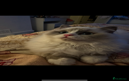 Ragdoll cats for sale: Three gorgeous ragdolls for sale  - Image 7