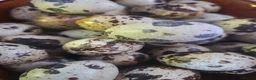 Quail poultry for sale: Coturnix Quail Fertile Hatching Eggs  - Advert 2