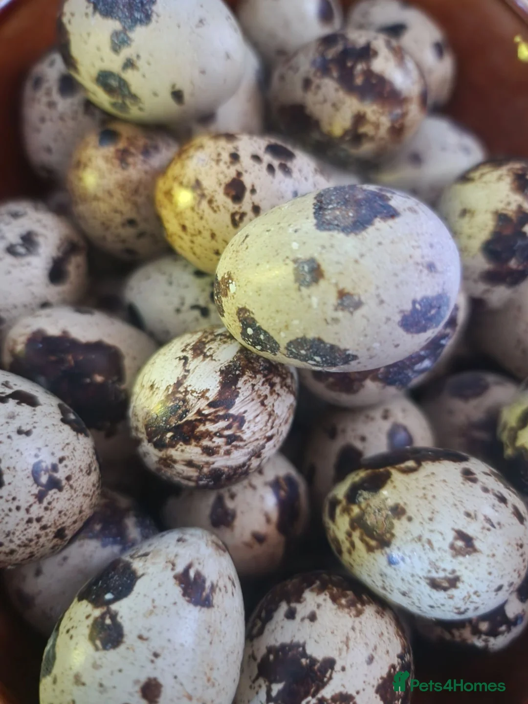 Quail poultry for sale: Coturnix Quail Fertile Hatching Eggs  - Advert 2