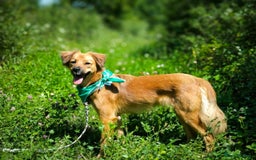 Mixed Breed dogs for adoption: 🐶💖 MIAH 💖🐶 - Image 6