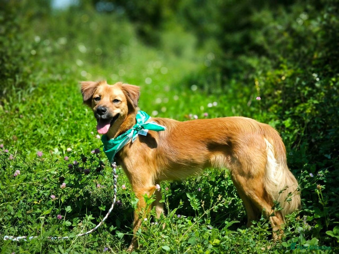 Mixed Breed dogs for adoption: 🐶💖 MIAH 💖🐶 - Image 6