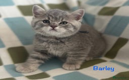 British Shorthair cats for sale: GCCF British Shorthairs **READY NOW** in Manchester - Image 8