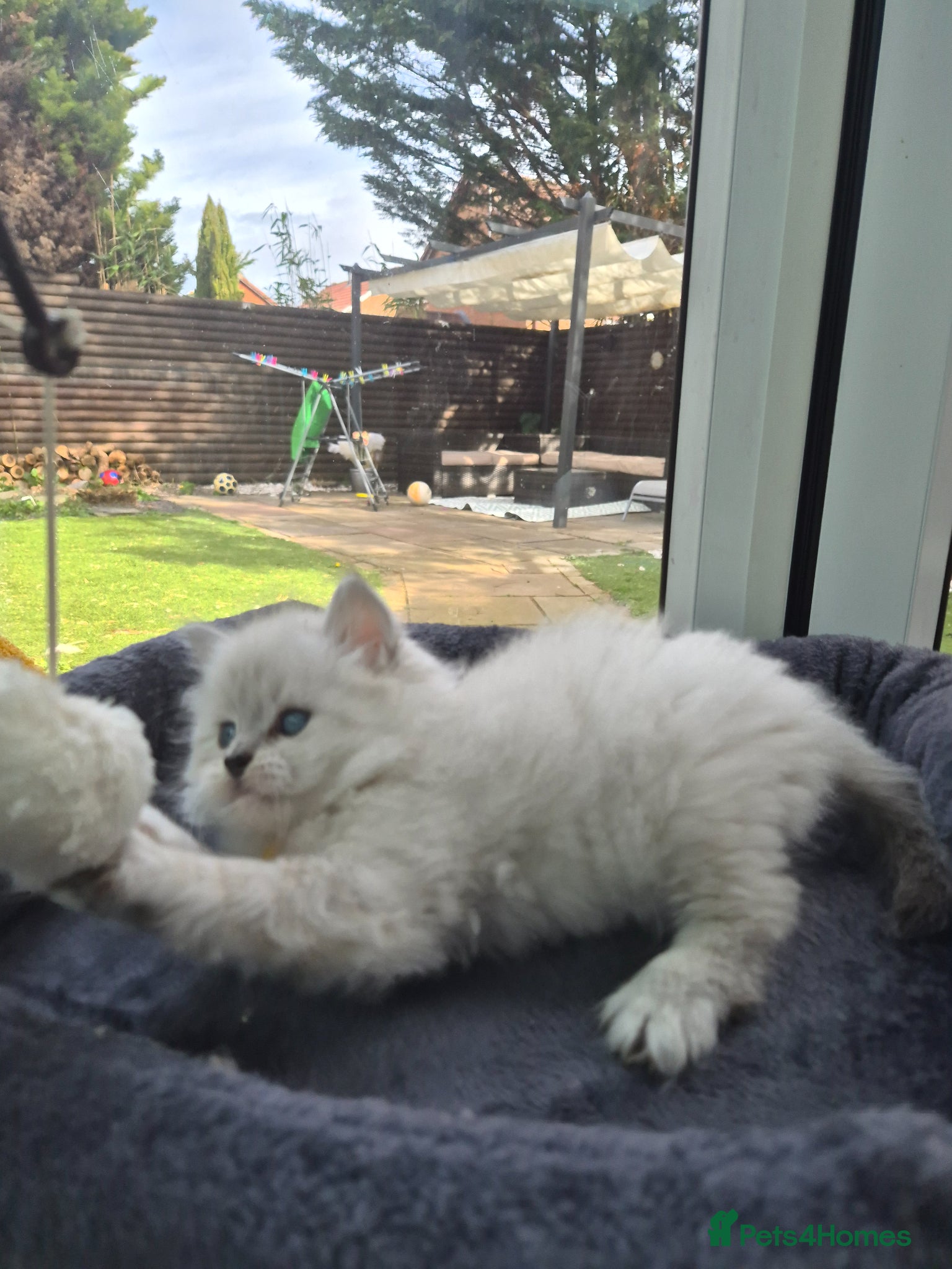 Siberian cats 1 Stunning Siberian boy ( registered) - Advert 2