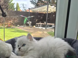 Siberian cats 1 Stunning Siberian boy ( registered) - Advert 2