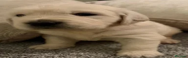 Golden Retriever 7