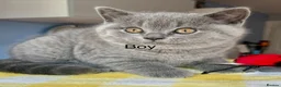 British Shorthair cats for sale: Beautiful paws*GB 😻 - Advert 8