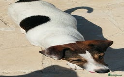 Jack Russell dogs for adoption: Vekku ,A Little Dog with a Big Heart ❤️  - Image 13