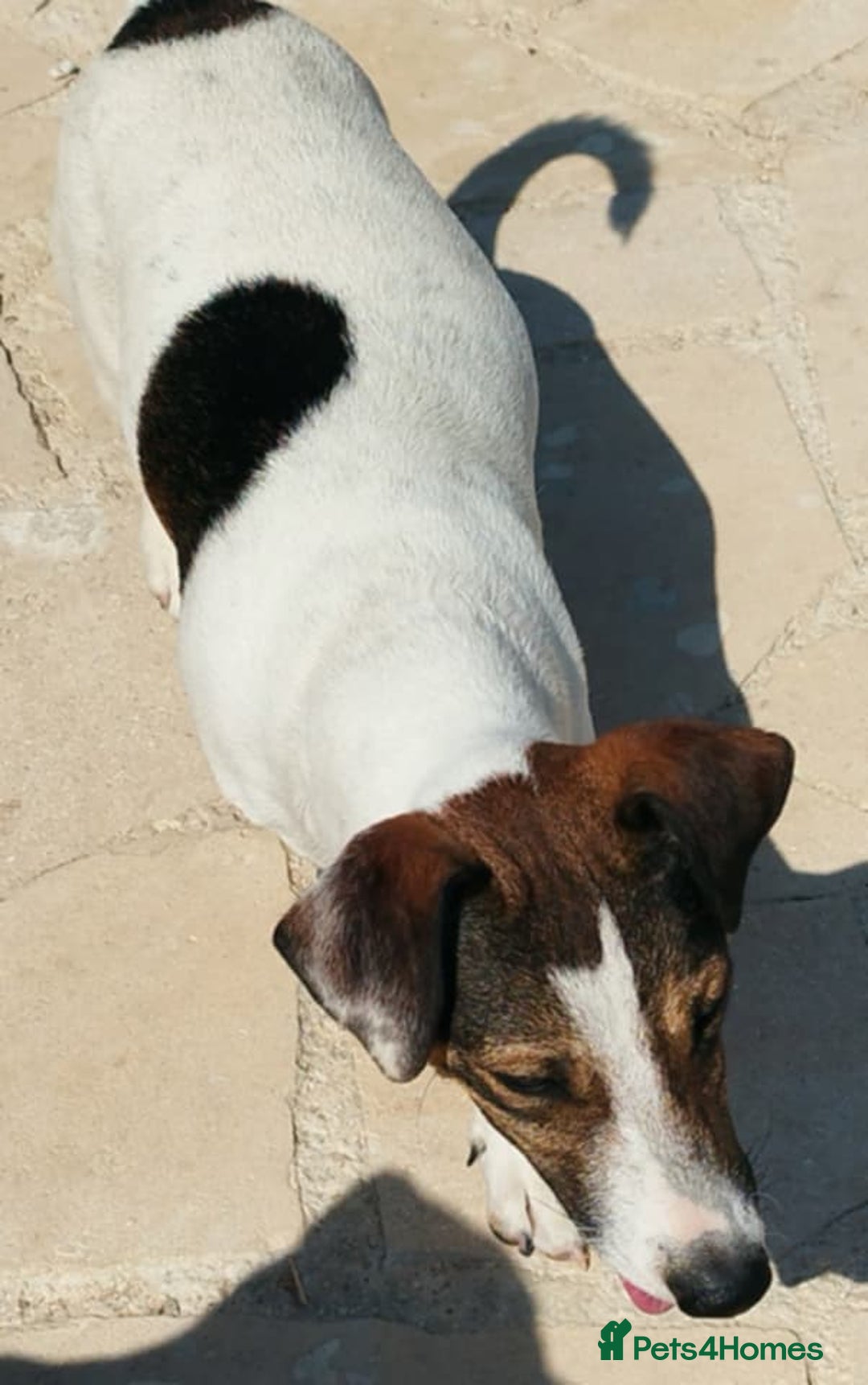Jack Russell dogs for adoption: Vekku ,A Little Dog with a Big Heart ❤️  - Image 13