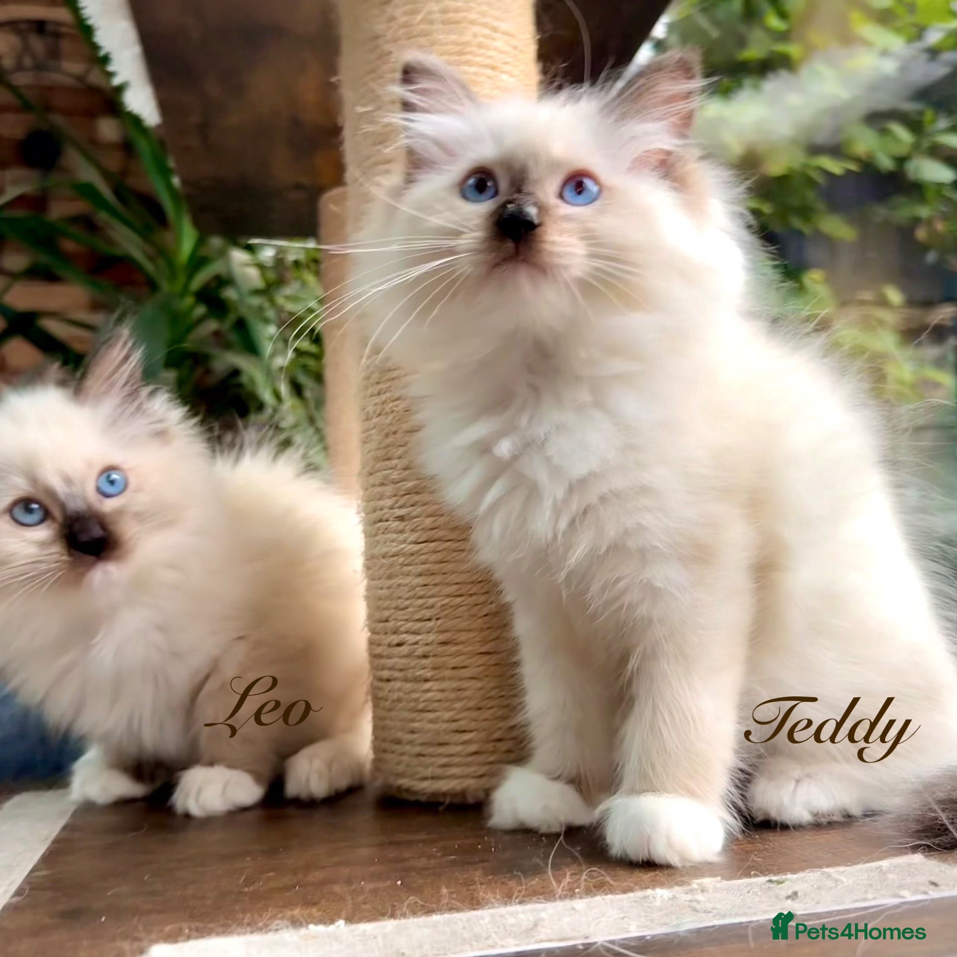 Ragdoll cats 🏆Sired by Imperial Grand Champion TICA REGISTERED - Advert 1