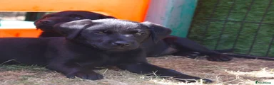 Labrador Retriever 5
