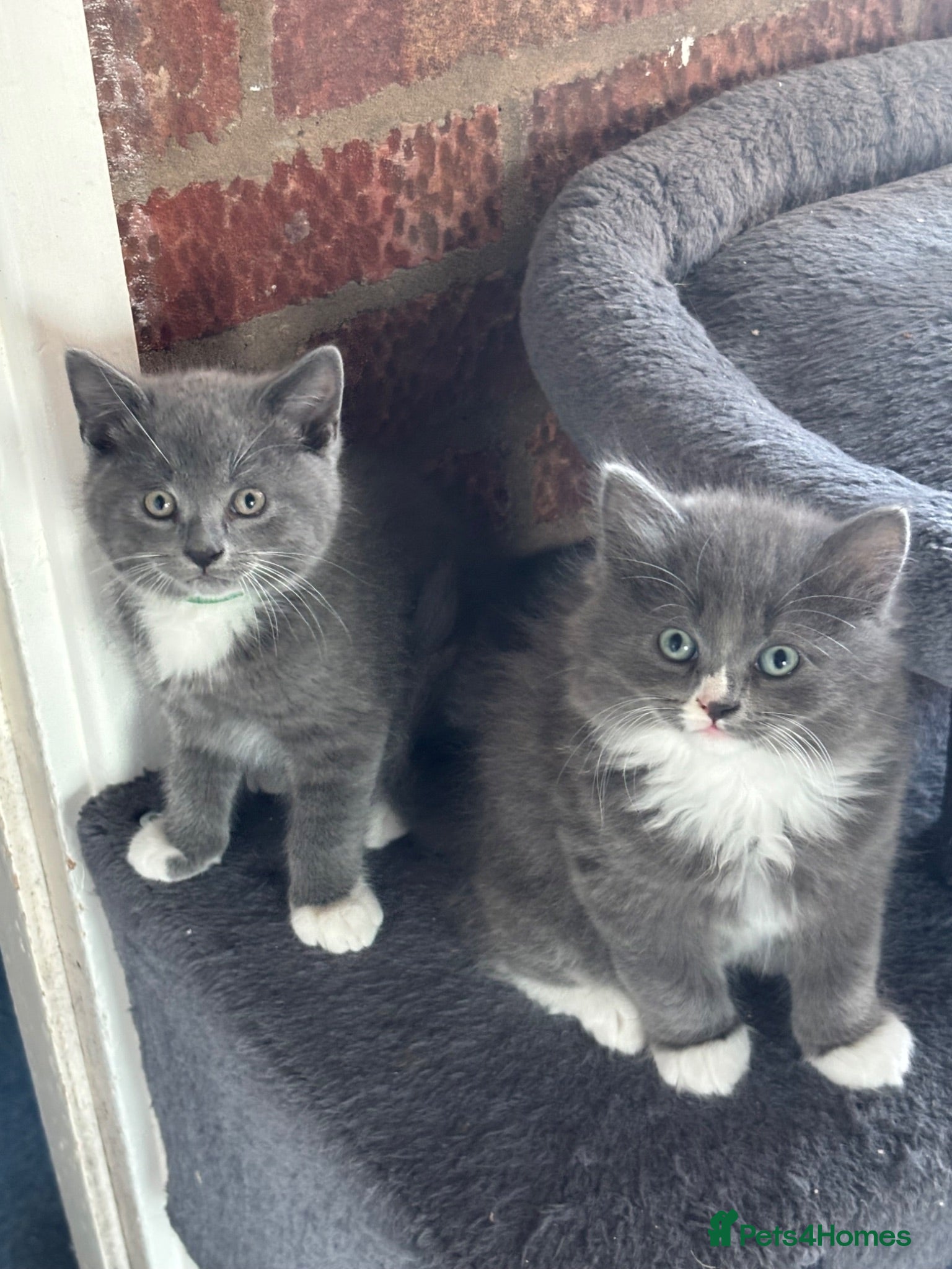 Ragdoll cats ‘Adorable’ Ragdoll x British shorthair kittens - Advert 2