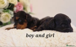 Doxiepoo dogs for sale: Daxipoo  - Image 11