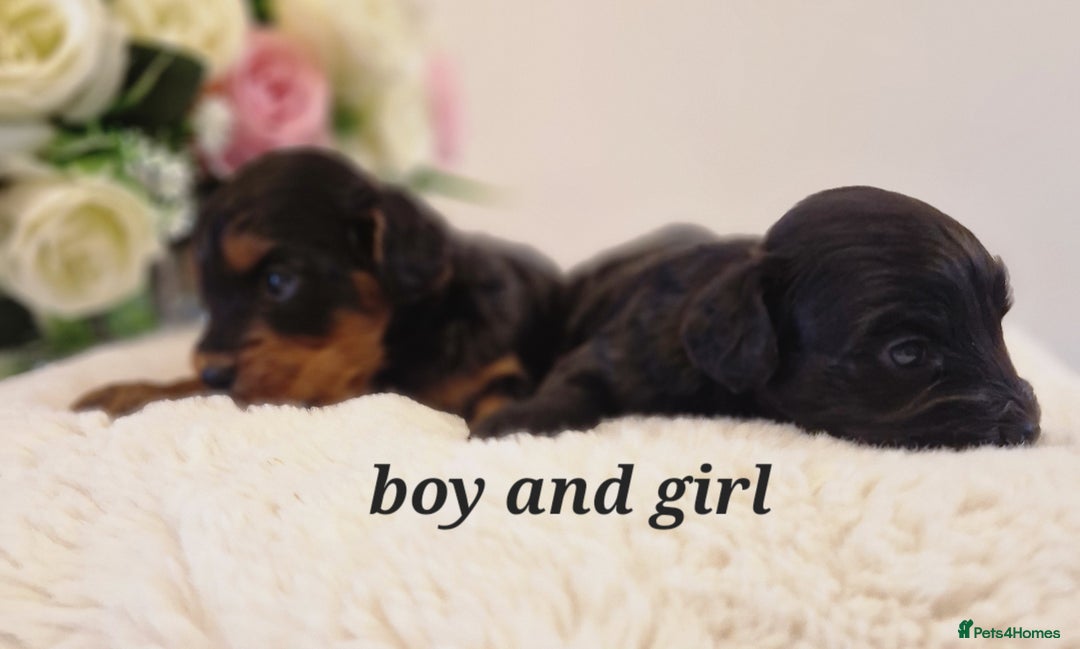 Doxiepoo dogs for sale: Daxipoo  - Image 11