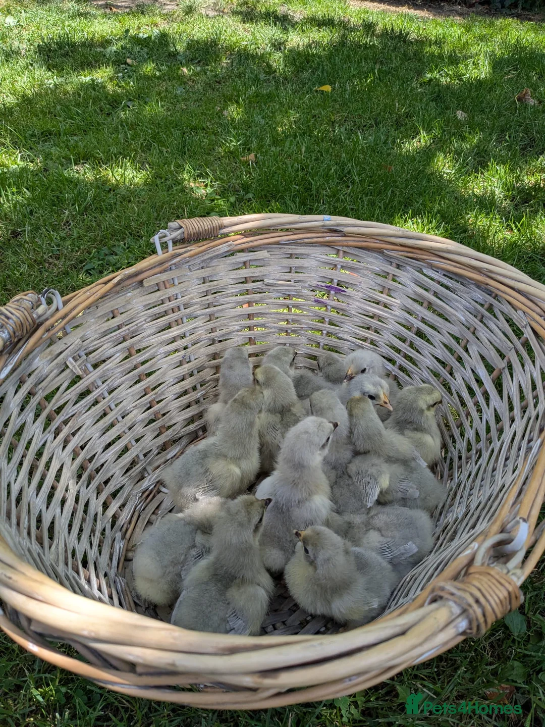 Chickens poultry for sale: NEW HATCH 16.07 Day Old Lavender Pekin BantamChick - Advert 2