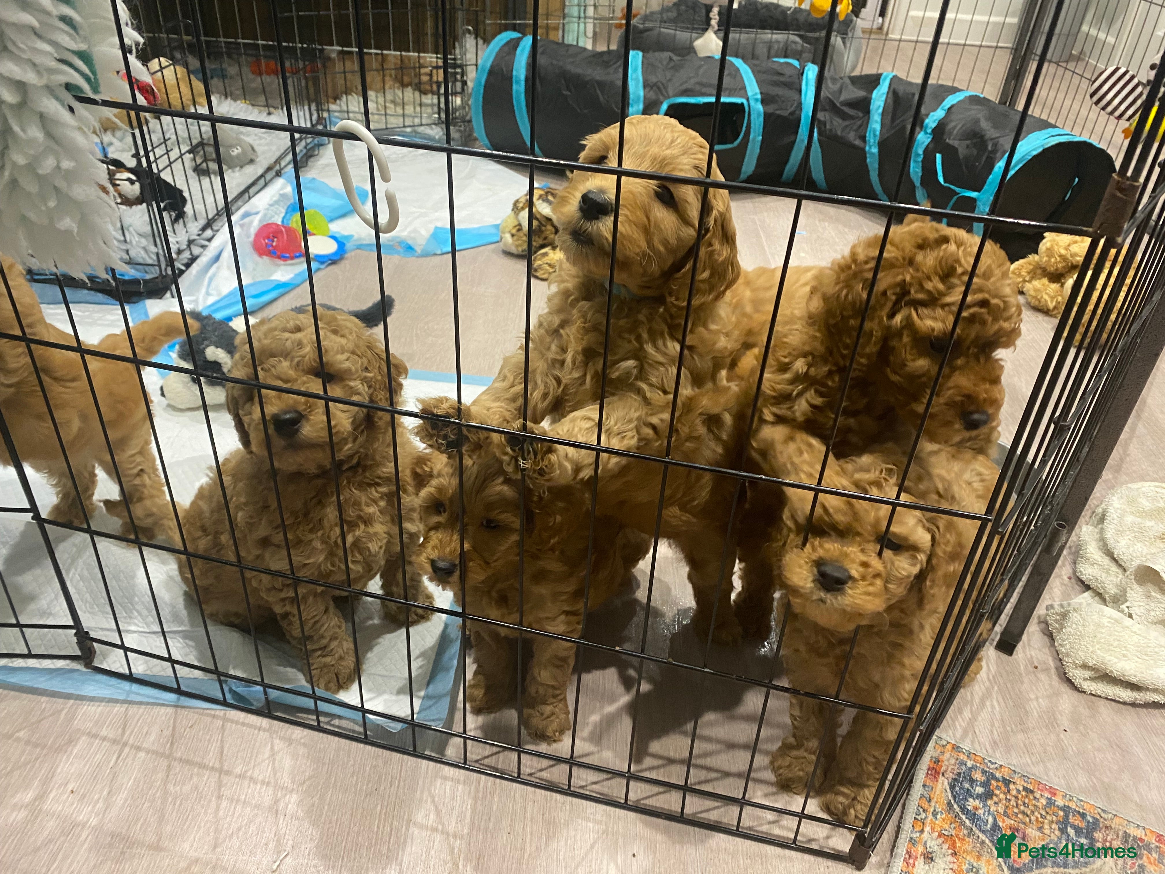 Mixed Breed dogs Miniature Double Doodles - Advert 4