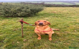 Labrador Retriever dogs for stud: Fox Red Labrador Stud  in Okehampton - Image 1