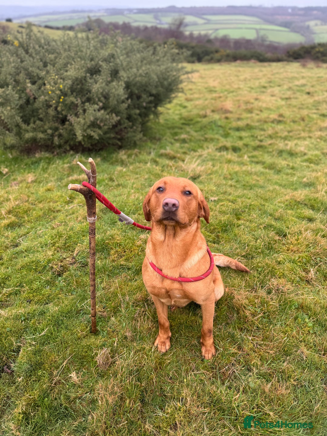 Labrador Retriever dogs for stud: Fox Red Labrador Stud  in Okehampton - Image 1