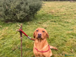 Labrador Retriever dogs Fox Red Labrador Stud - Advert 1