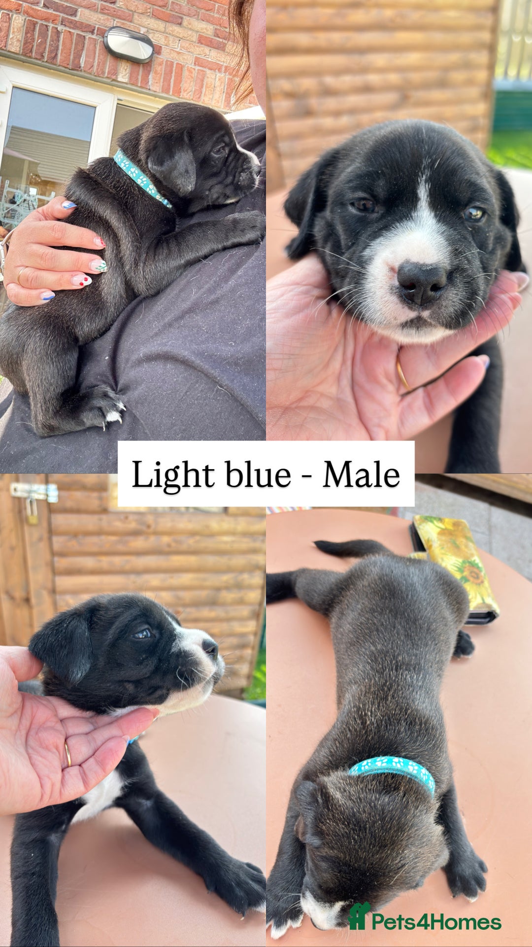 Mixed Breed dogs for sale: Labrador cross pups for sale (staffadors) - Image 3