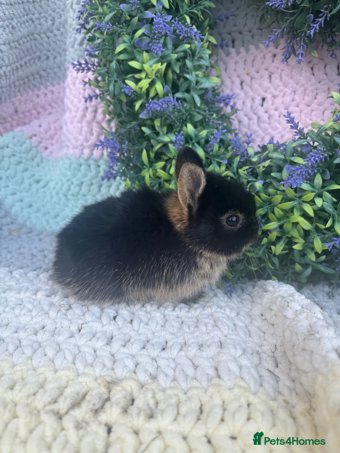 Netherland Dwarf rabbits for sale: Netherlands looking for 5⭐️ homes  - Advert 2