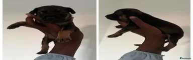 Malinois x staffy 1 