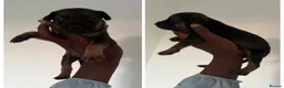 Mixed Breed dogs for sale: Malinois cross staffy  in London - Advert 2
