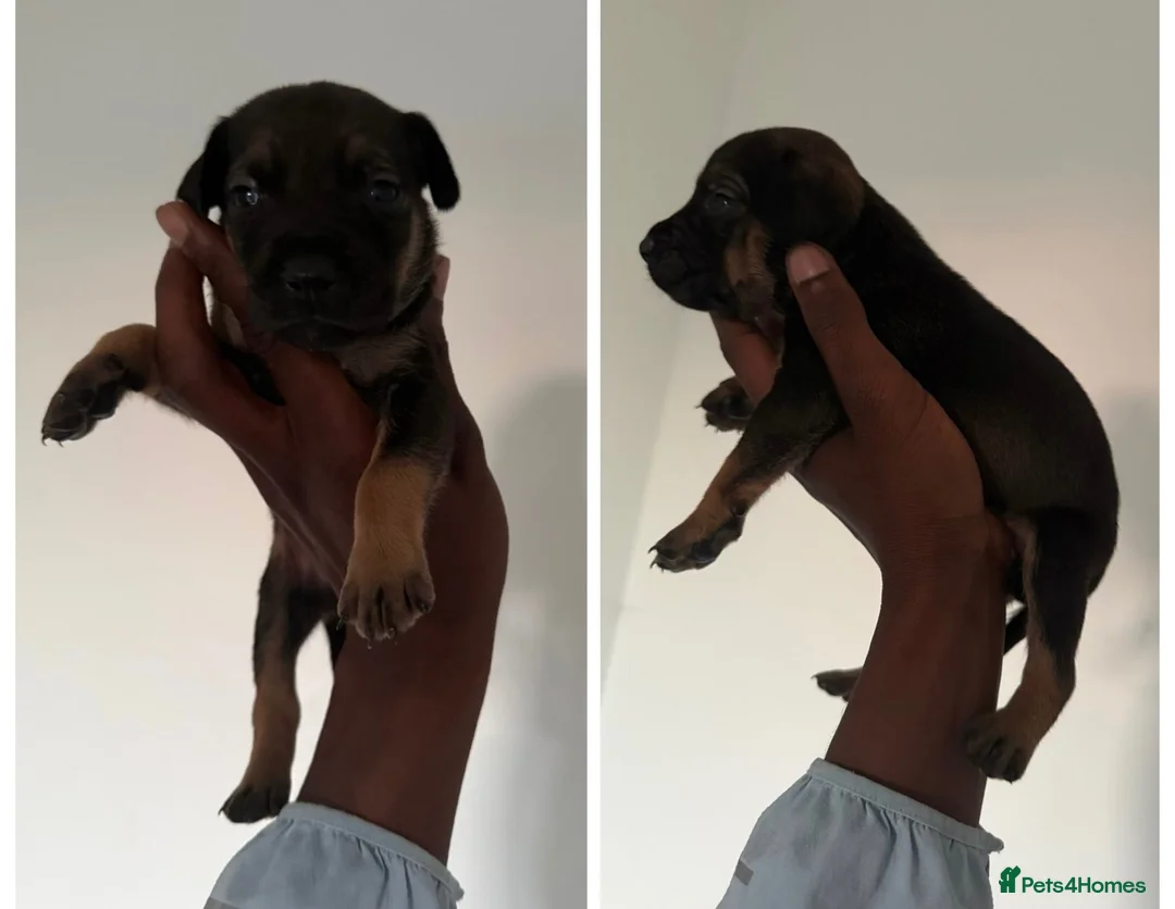 Mixed Breed dogs for sale: Malinois cross staffy  in London - Advert 2