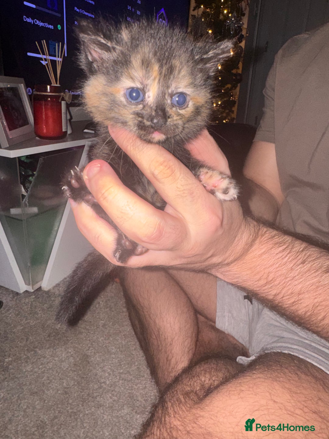 Mixed Breed cats for sale: Mixed breed kittens  - Image 11