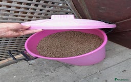 English Lop rabbits for sale: 3 rabbits and full setup - Image 6