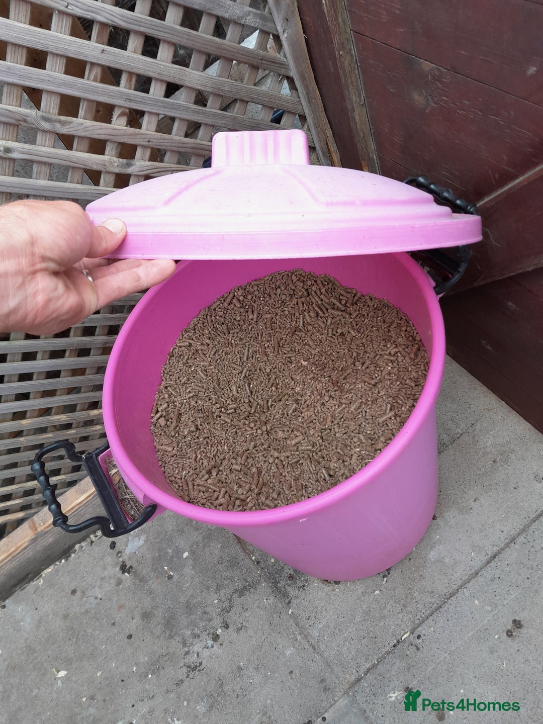 English Lop rabbits for sale: 3 rabbits and full setup - Image 6