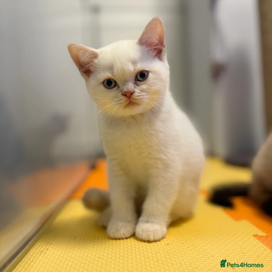 British Shorthair cats for sale: Stunning BSH Colourpoint Kitten GCCF Registered - Advert 1