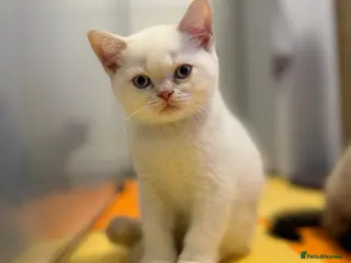 British Shorthair cats Stunning BSH Colourpoint Kitten GCCF Registered - Advert 3