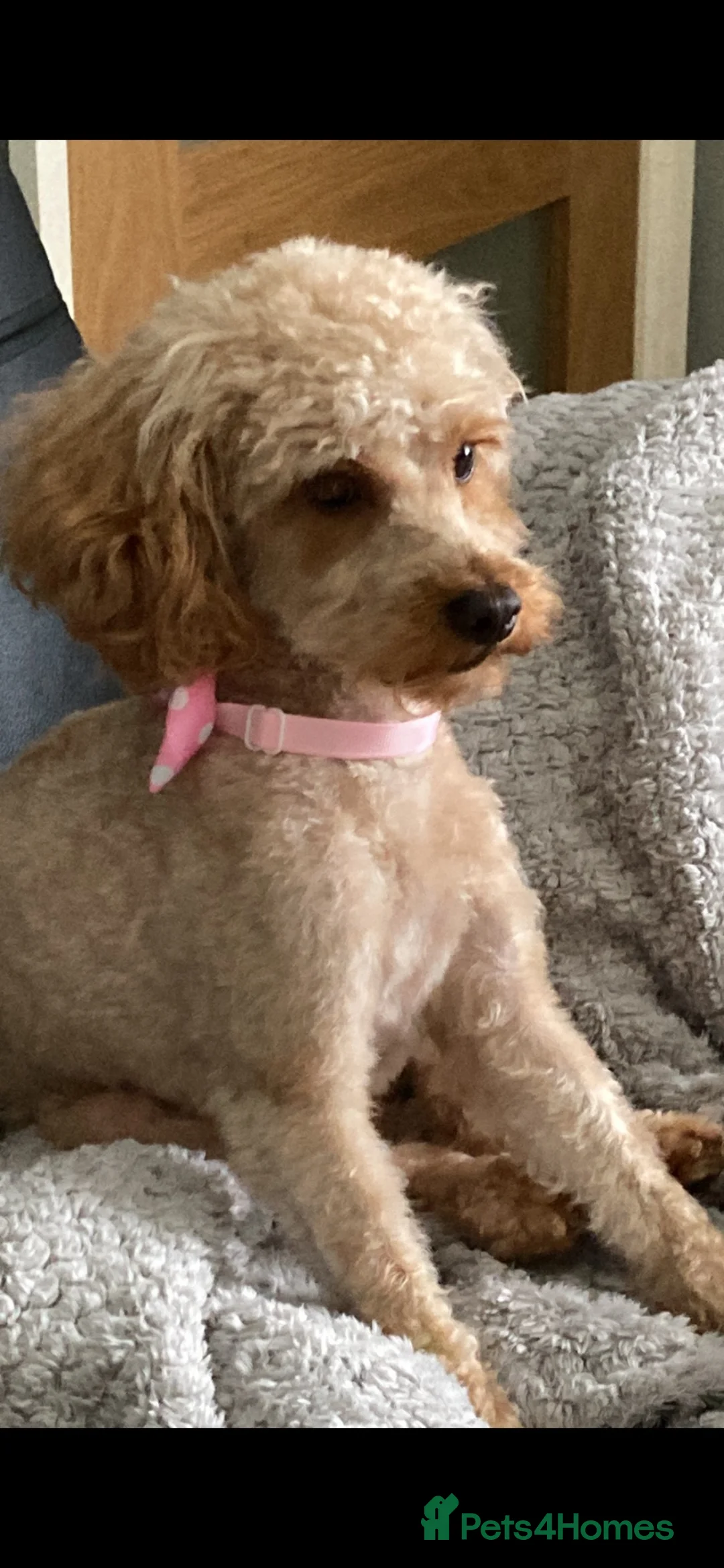 Toy Poodle dogs for sale: Red Toy Poodles - Advert 2