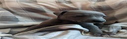 Whippet dogs for sale: Beautiful whippet babies  - Advert 27