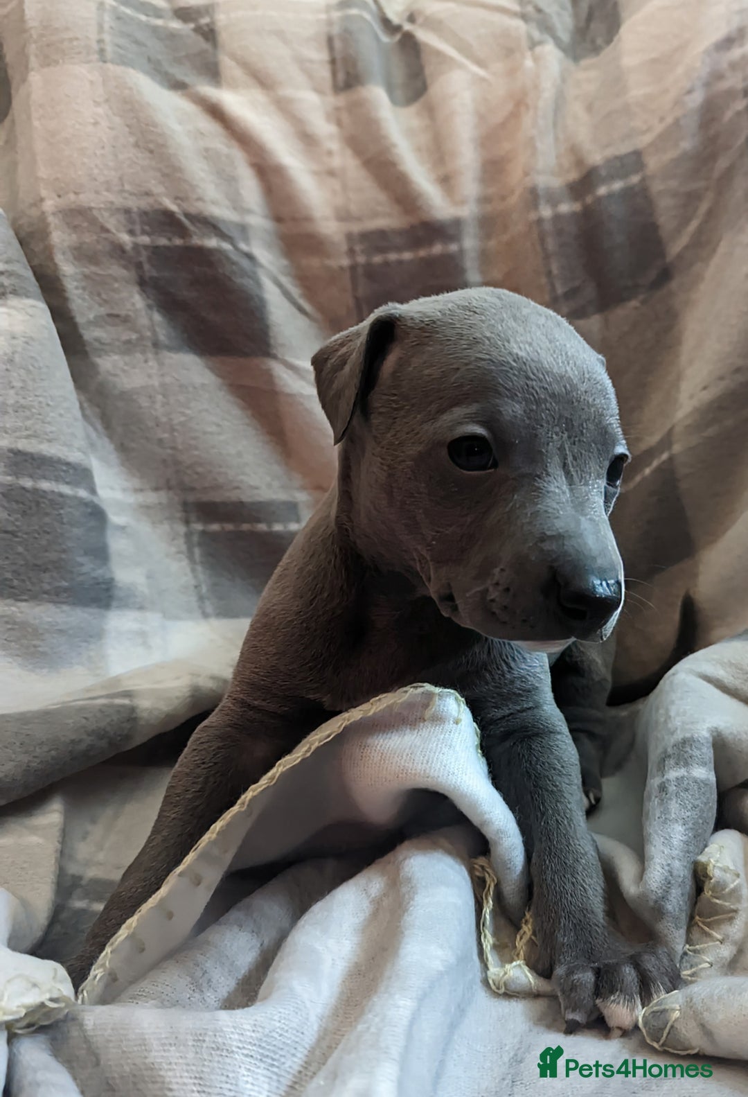 Whippet dogs for sale: Beautiful whippet babies  - Advert 27