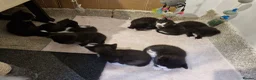 Mixed Breed cats for sale: Sweet kittens in Guildford - Advert 14