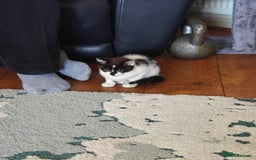 Domestic Shorthair cats for sale: Cute playful family Kittens and mother  - Image 5