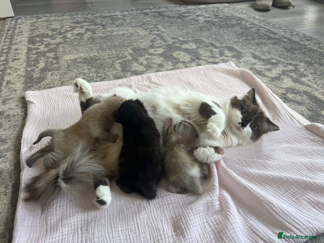 Ragdoll cats for sale: Ragdoll mix (available Now)  - Image 11