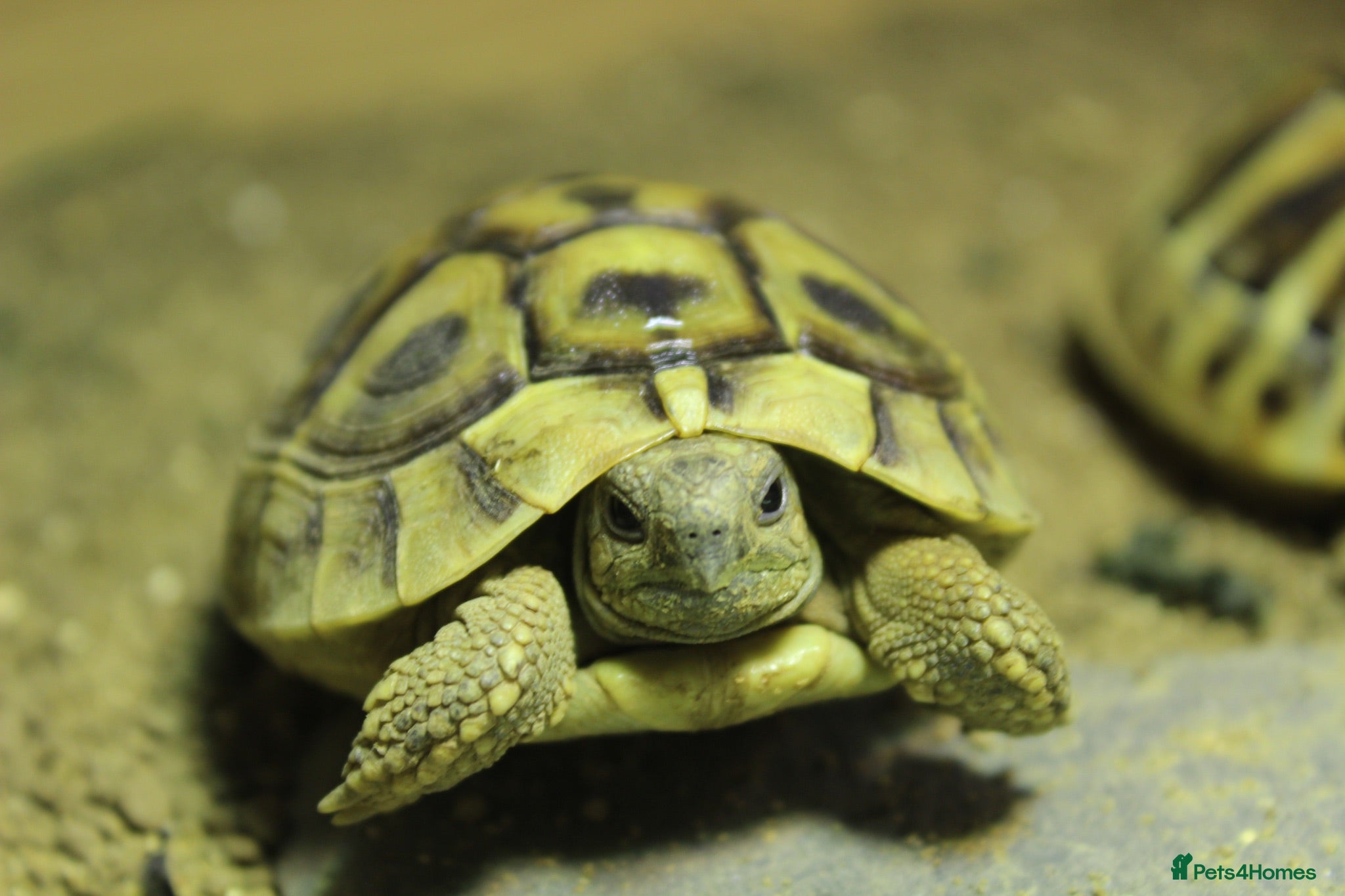 Tortoise reptiles BABY HERMANNS & SET UPS - Advert 1
