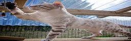 Bengal cats for sale: 🤍🤎🖤 GORGEOUS BENGAL KITTENS 🖤🤎🤍 - Advert 20