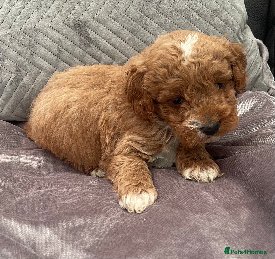 Cockapoo dogs for sale: Beautiful cockapoo pups  - Advert 2